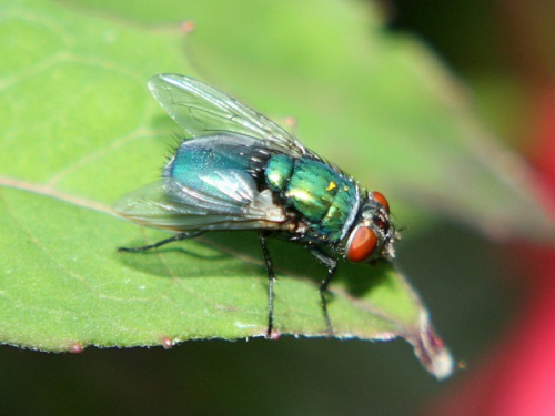 Lucilia sericata | NatureSpot