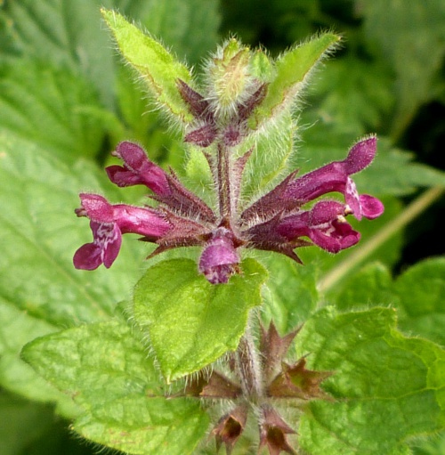 Hedge Woundwort | NatureSpot