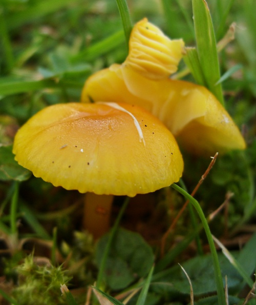 Golden Waxcap | NatureSpot