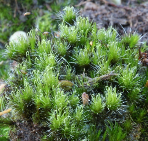 Heath Star Moss | NatureSpot