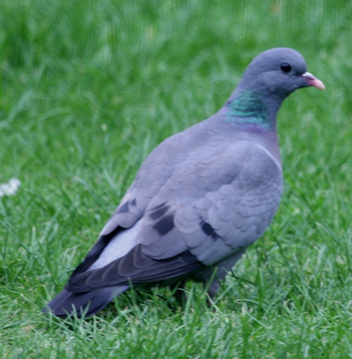 Columbidae - Pigeons, Doves | NatureSpot