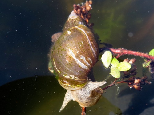 Great Pond Snail | NatureSpot