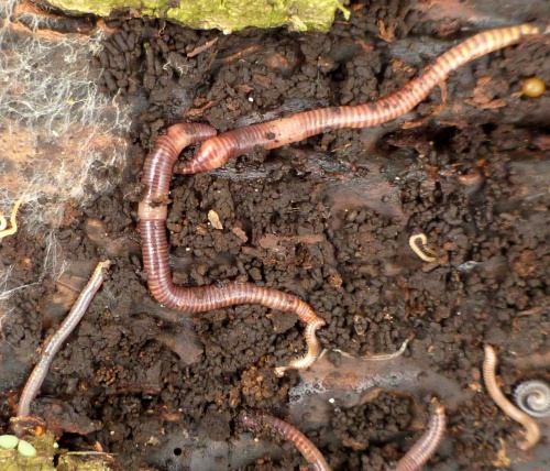 Going on a worm hunt: Allolobophora chlorotica the green earthworm