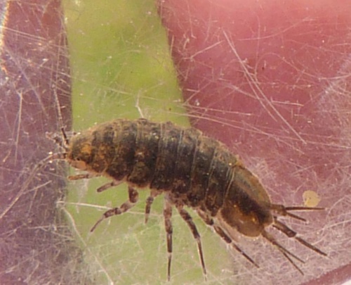 Two-spotted Water Hog-louse