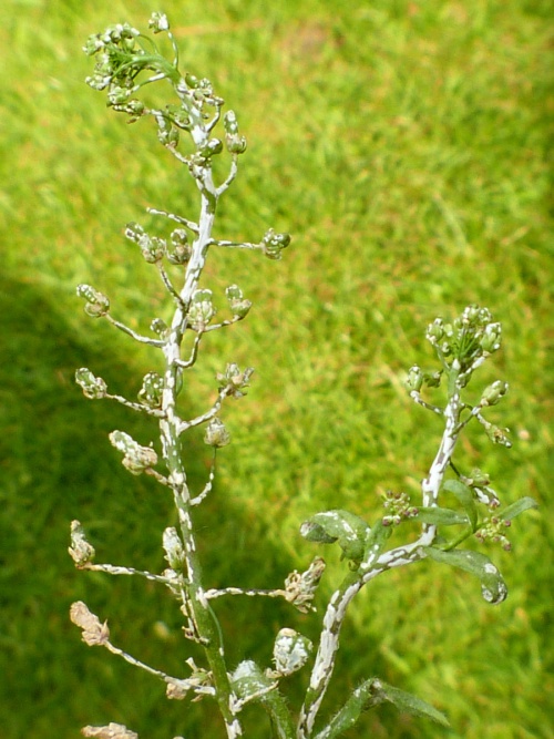 Species image
