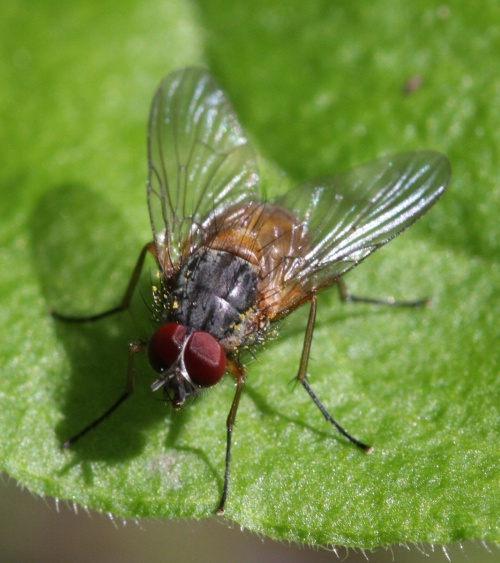 Phaonia rufiventris | NatureSpot