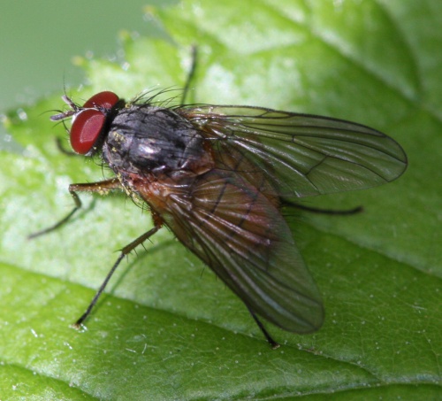 Phaonia rufiventris | NatureSpot