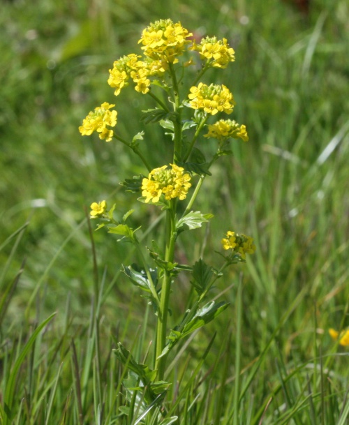 Winter-cress | NatureSpot