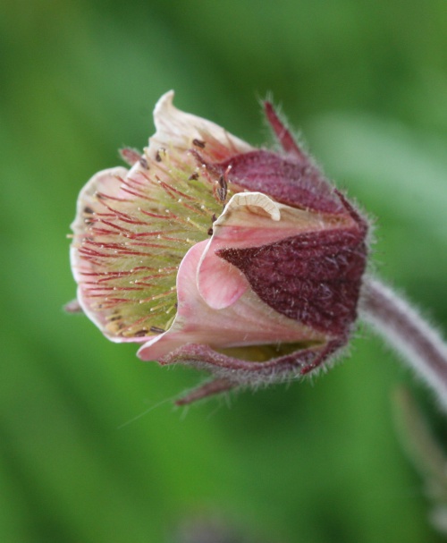 Water Avens | NatureSpot