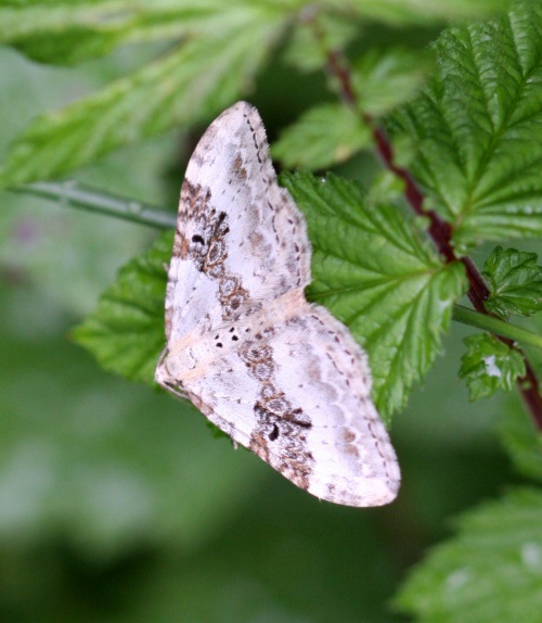 Silver-ground Carpet | NatureSpot