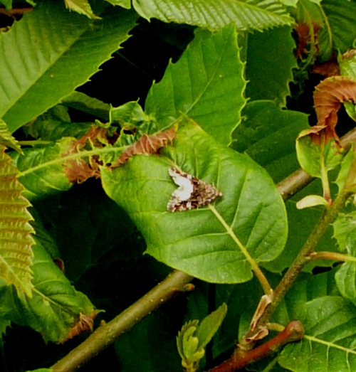 Species image
