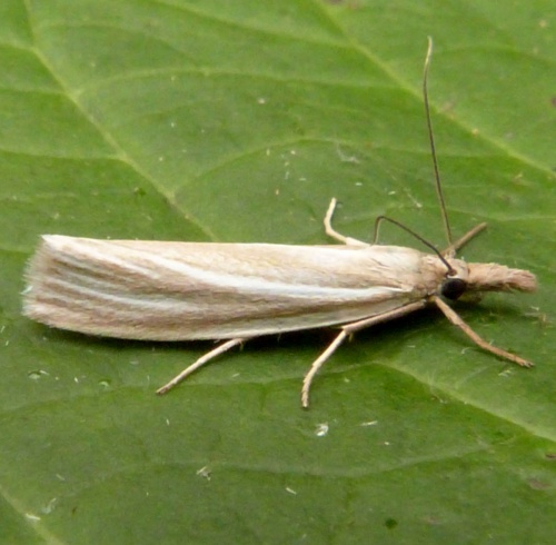 Crambus perlella | NatureSpot