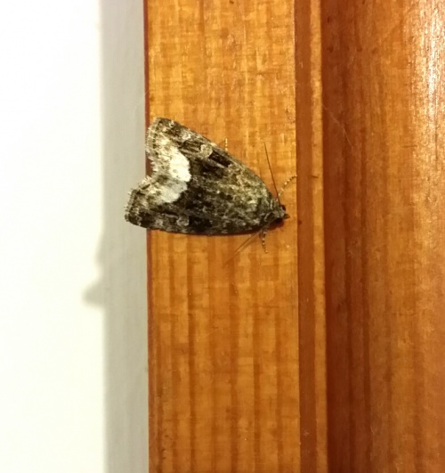 Species image