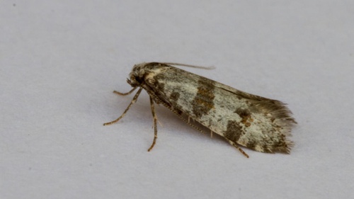 Hawthorn Moth | NatureSpot