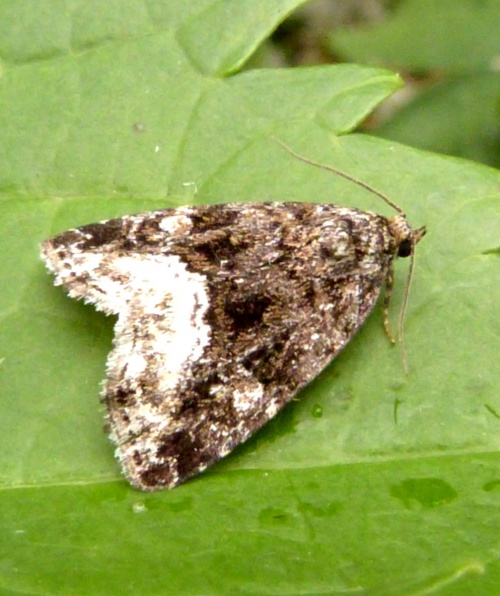 Species image