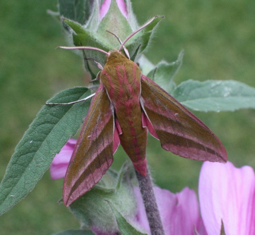 Elephant Hawk-moth | NatureSpot