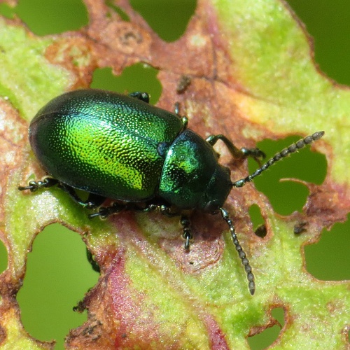 Green Dock Beetle | NatureSpot