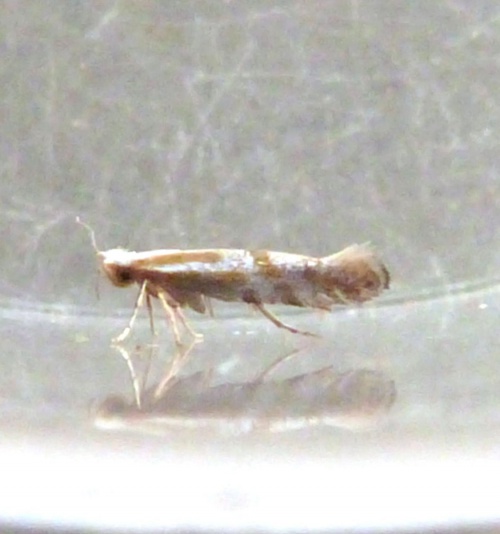 Argyresthia dilectella | NatureSpot