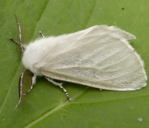 White Satin Moth | NatureSpot