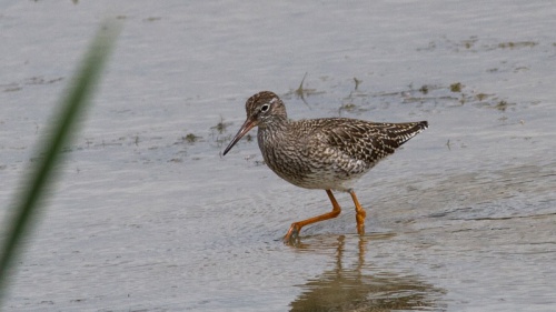 Species image