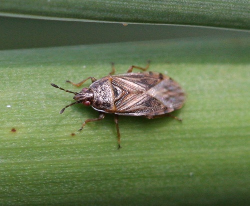 Bulrush Bug 