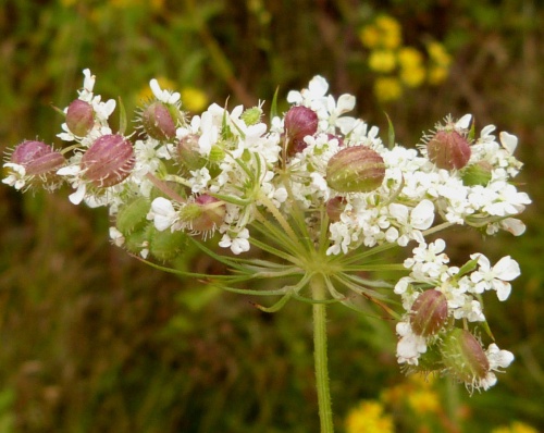 Photo of the association