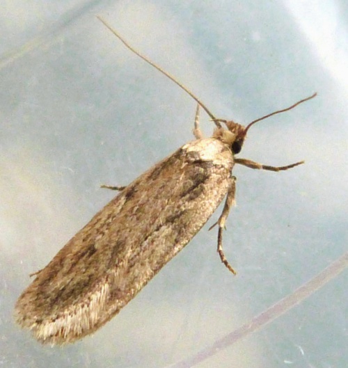 Parsnip Moth | NatureSpot