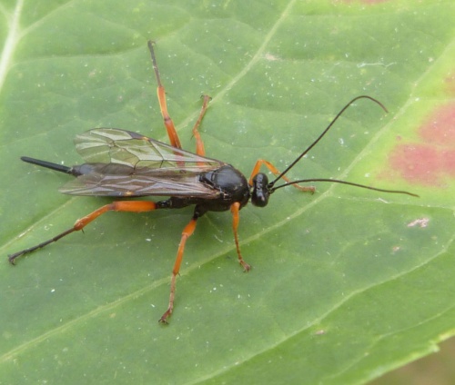 Pimpla rufipes | NatureSpot