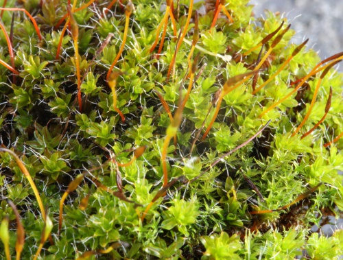 Intermediate Screw-moss | NatureSpot