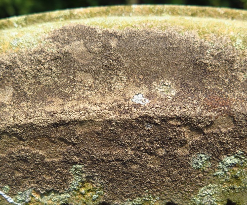 Species image