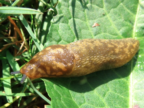 Irish Yellow Slug | NatureSpot