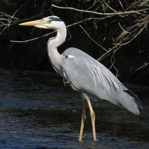 Grey Heron | NatureSpot