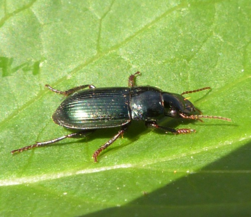 Harpalus rubripes | NatureSpot