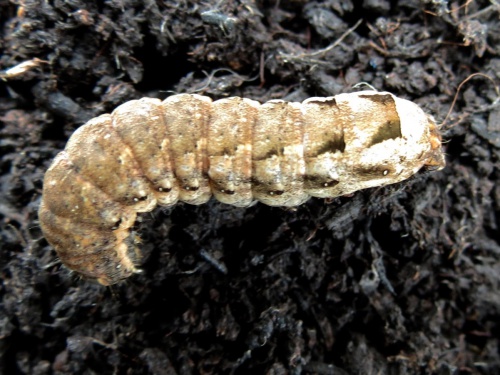 Lesser Yellow Underwing | NatureSpot