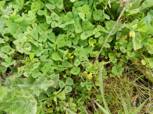 Spotted Medick | NatureSpot