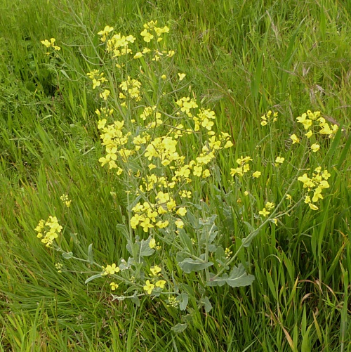 Oil-seed Rape | NatureSpot