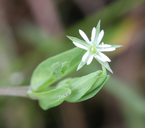 Bog Stitchwort | NatureSpot