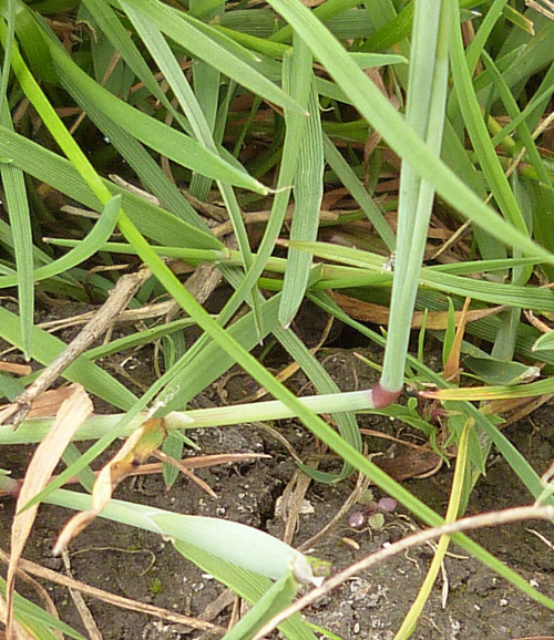 Marsh Foxtail | NatureSpot