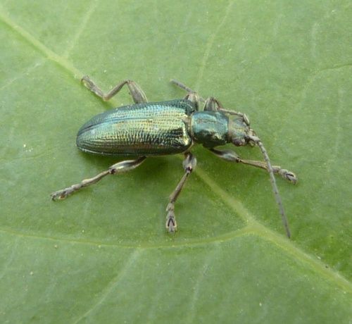 Plateumaris sericea | NatureSpot