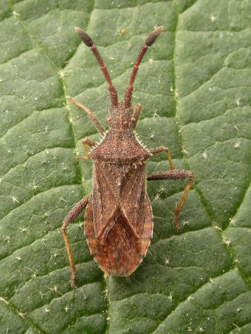 Denticulate Leatherbug | NatureSpot