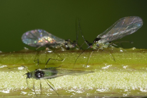 Damson-hop aphid | NatureSpot