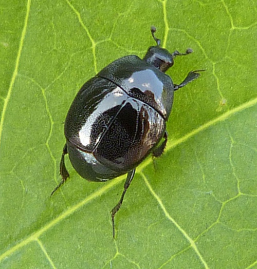 Saprinus semistriatus | NatureSpot