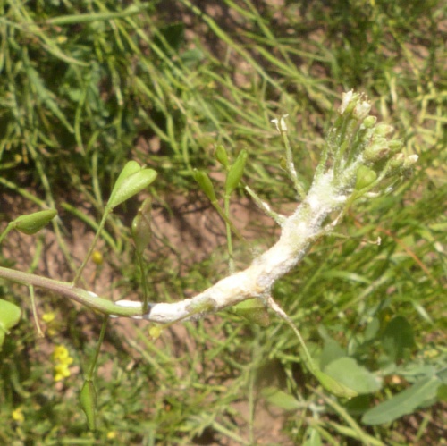 Species image