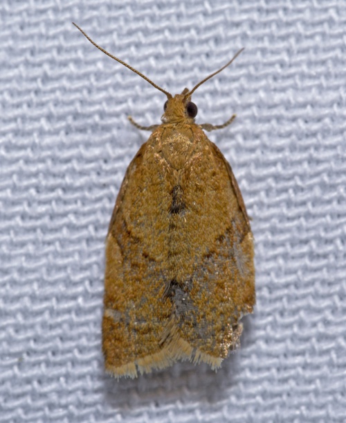 Clepsis consimilana | NatureSpot