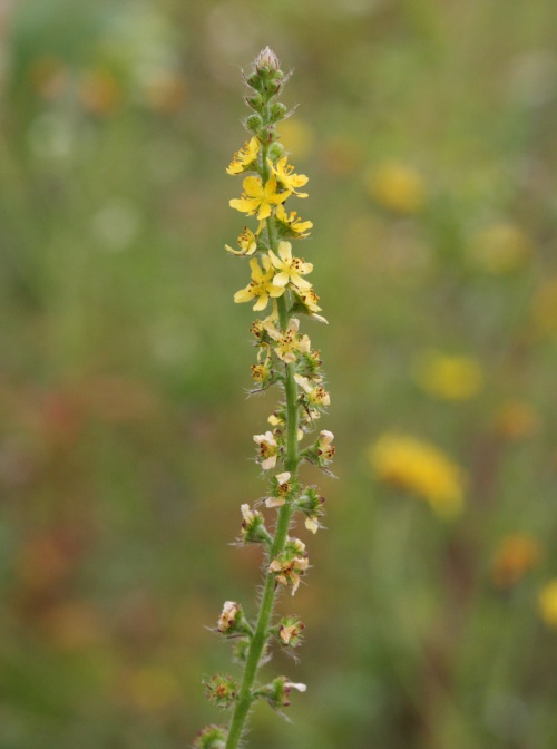 Agrimony | NatureSpot