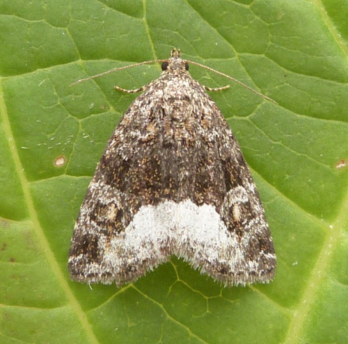 Species image