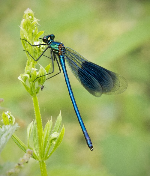 Banded Demoiselle | NatureSpot