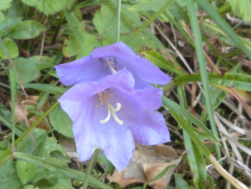 Peach-leaved Bellflower | NatureSpot