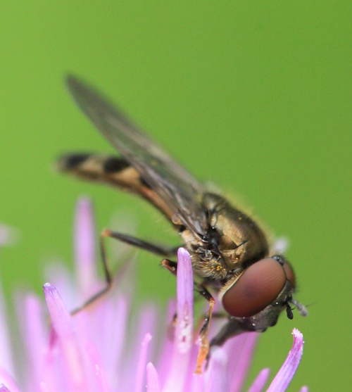 White-footed Hoverfly | NatureSpot