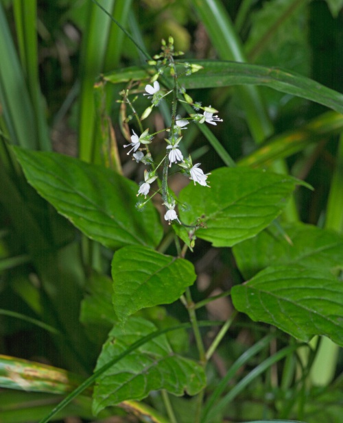 Enchanter's-nightshade | NatureSpot